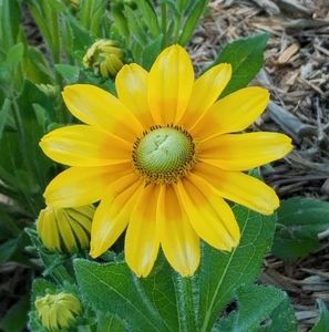 Meet your Posher, Sharron